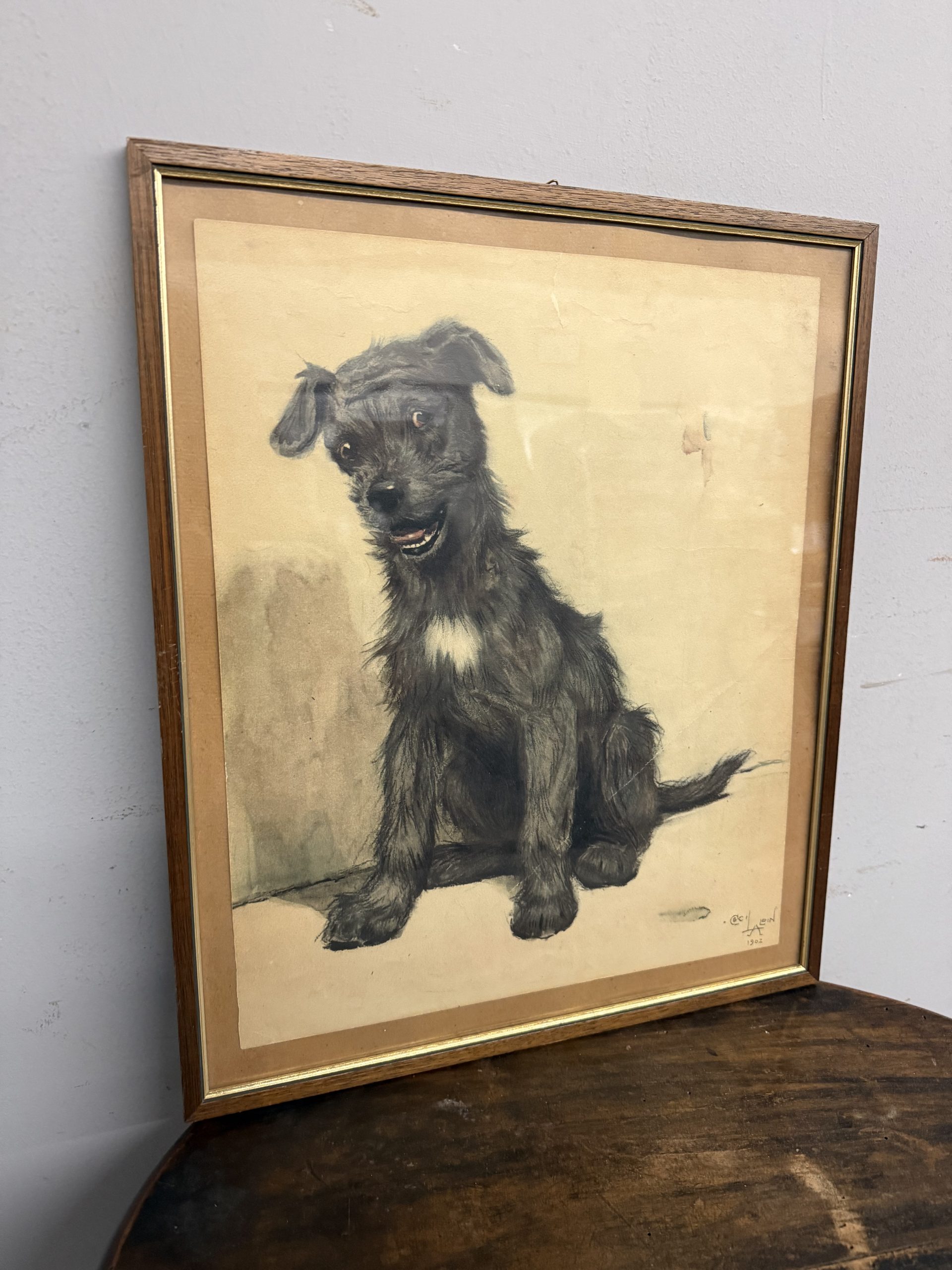 Antica incisione acquerellata, "Cane", Cecil Aldin 1902, 50x42cm