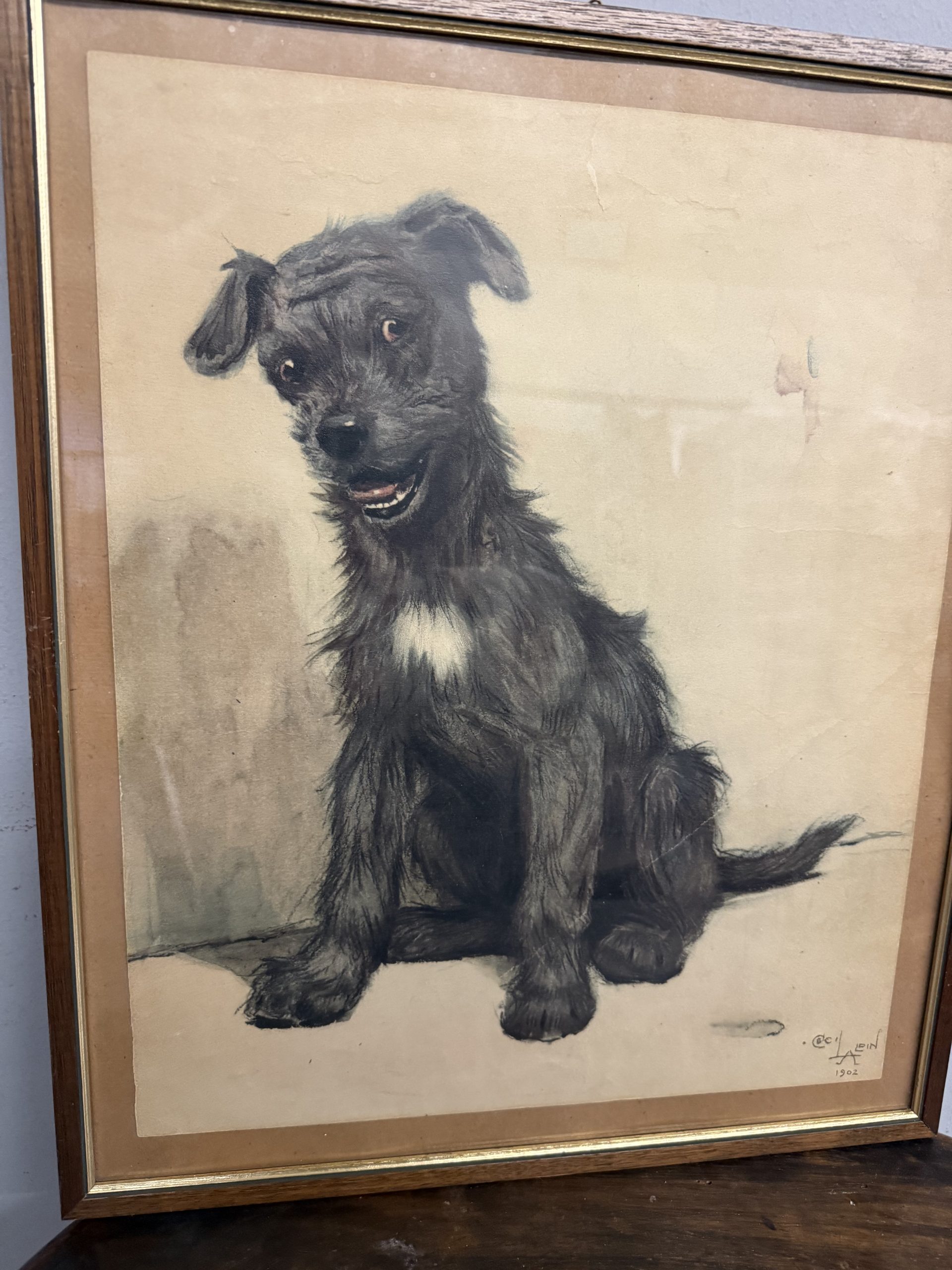 Antica incisione acquerellata, "Cane", Cecil Aldin 1902, 50x42cm - immagine 2