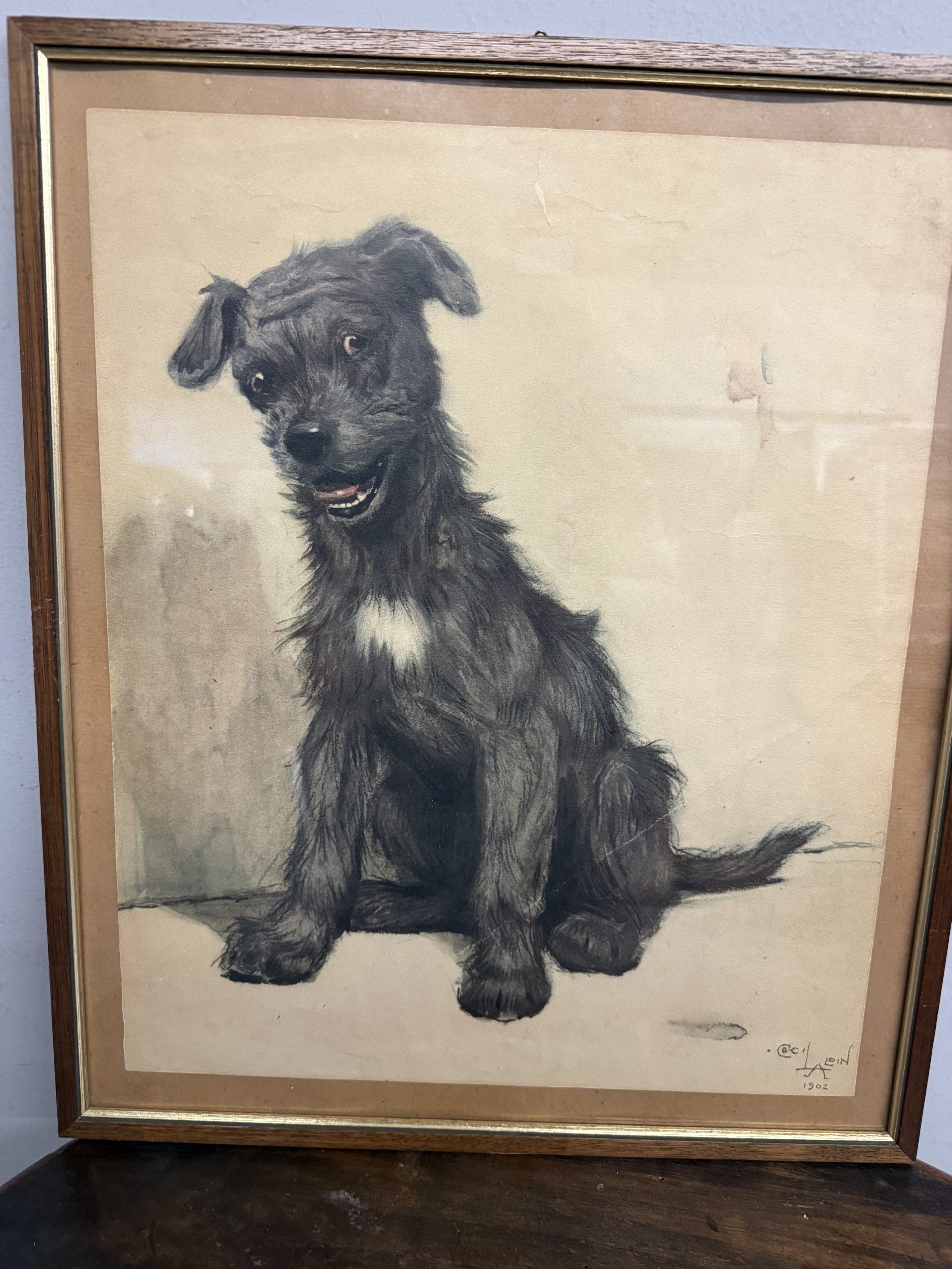 Antica incisione acquerellata, "Cane", Cecil Aldin 1902, 50x42cm - immagine 3