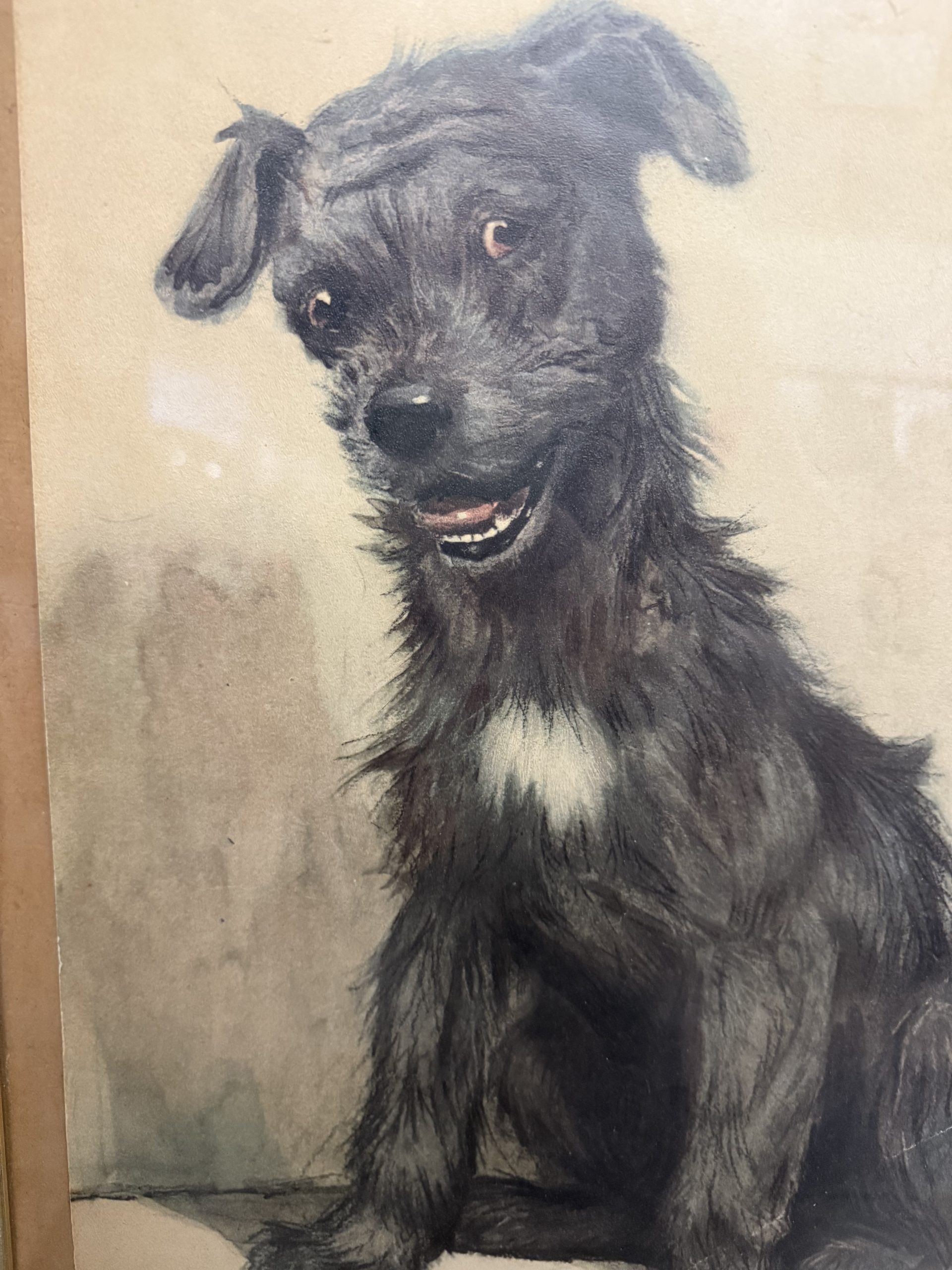 Antica incisione acquerellata, "Cane", Cecil Aldin 1902, 50x42cm - immagine 4