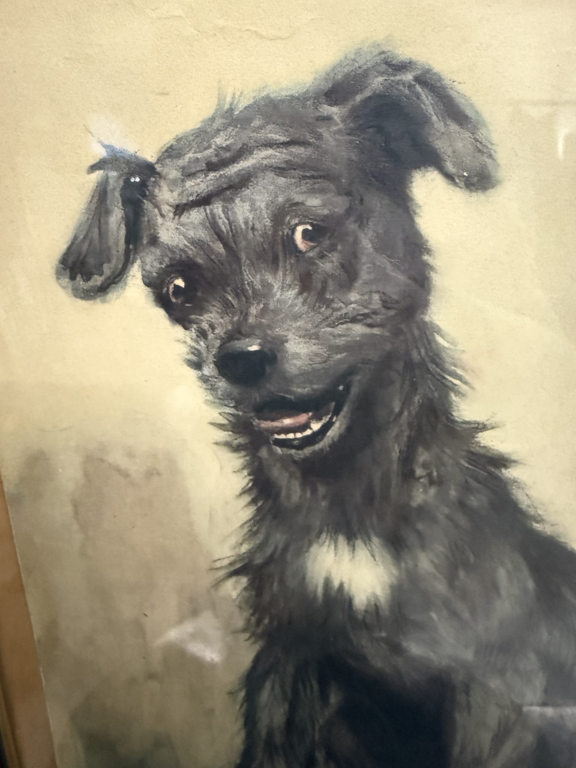 Antica incisione acquerellata, "Cane", Cecil Aldin 1902, 50x42cm - immagine 7