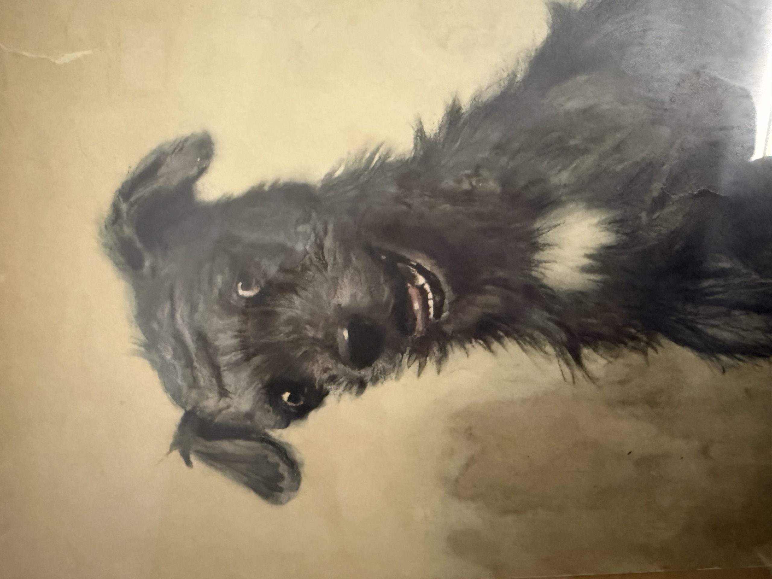 Antica incisione acquerellata, "Cane", Cecil Aldin 1902, 50x42cm - immagine 8
