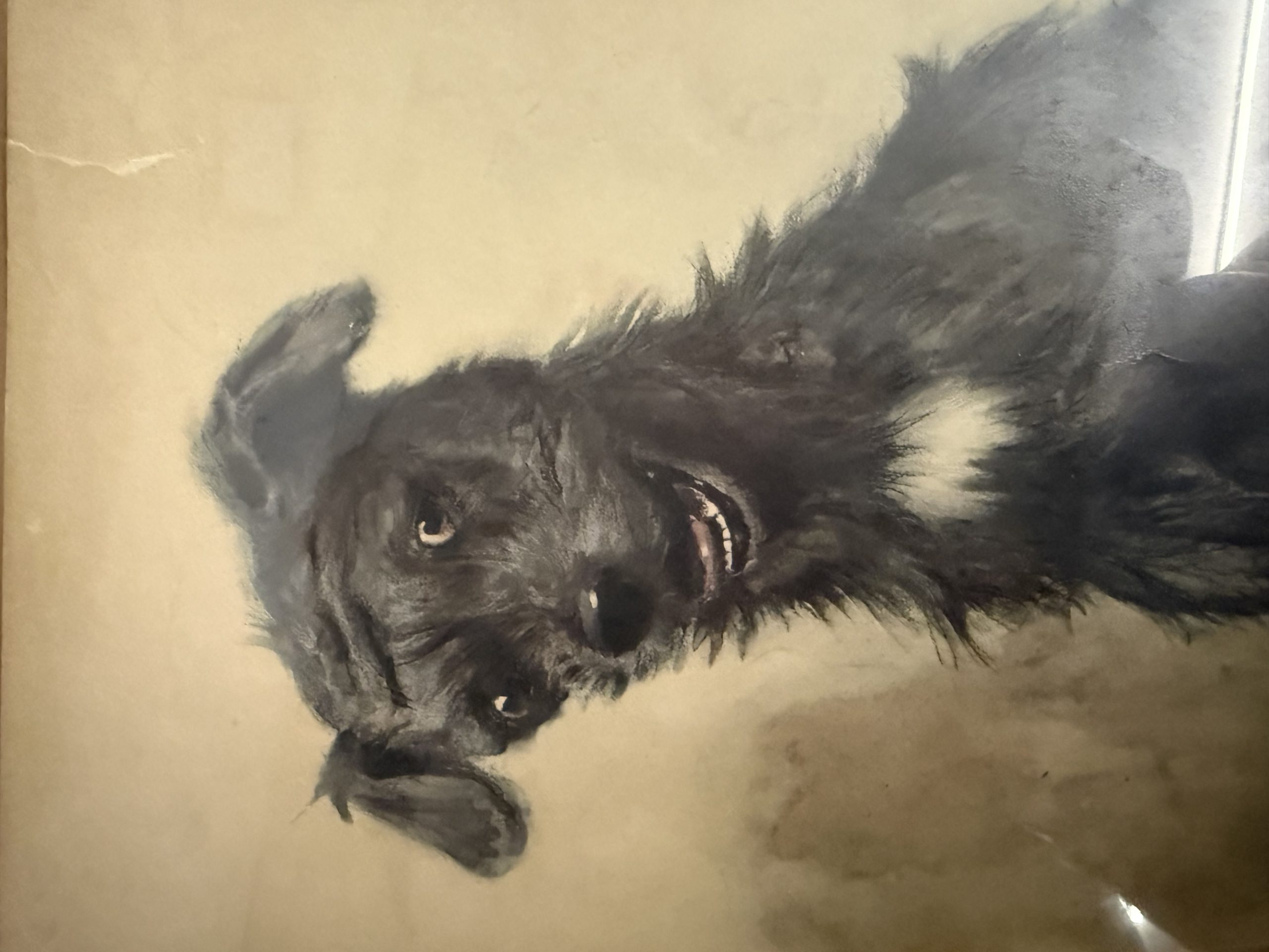 Antica incisione acquerellata, "Cane", Cecil Aldin 1902, 50x42cm - immagine 9