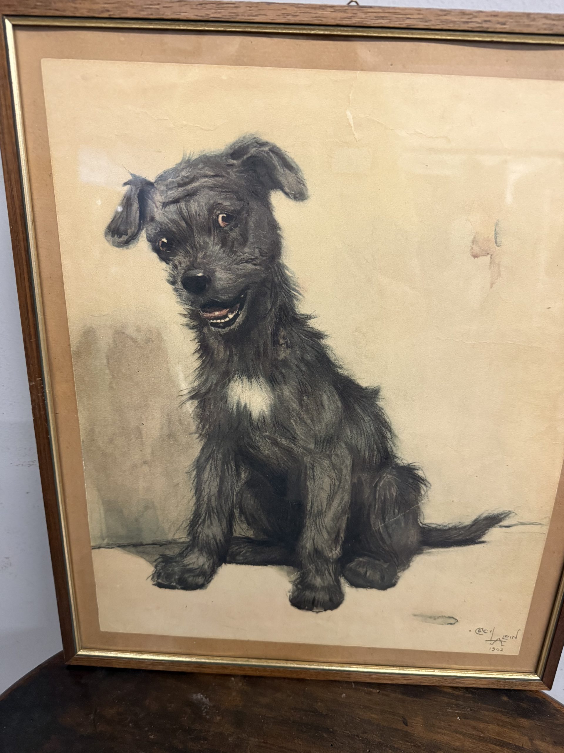 Antica incisione acquerellata, "Cane", Cecil Aldin 1902, 50x42cm - immagine 11