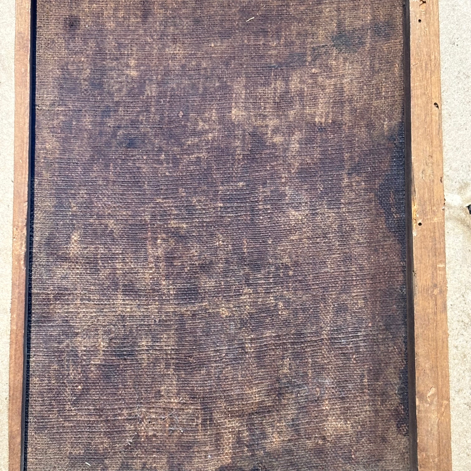 Antico dipinto olio su tela volto Angelo - Putto del XVII sec con cornice dorata . Mis 38 x 31 - immagine 9