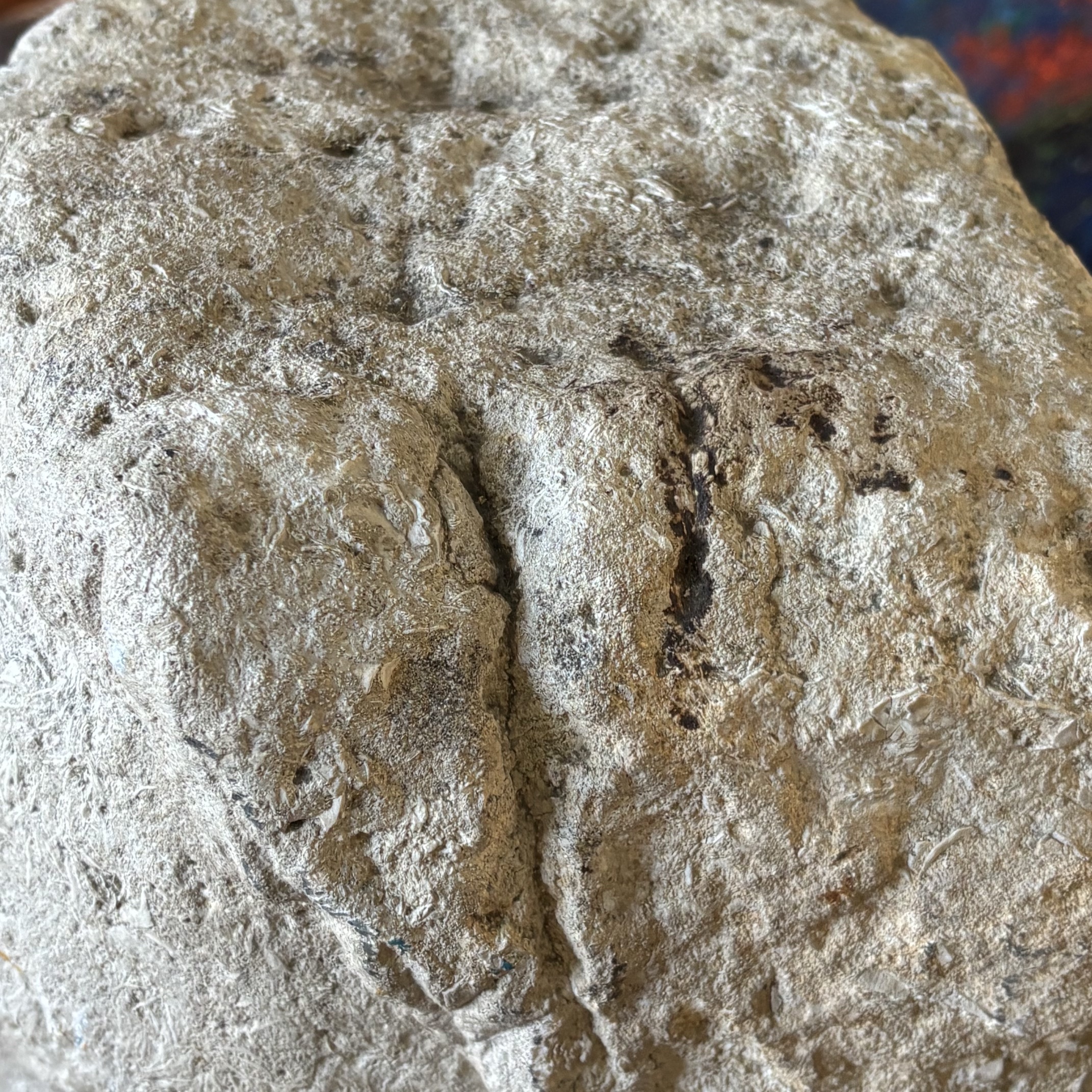 Antica Scultura testa in Pietra Sicilia XVII sec . Mis H cm 40 Prof cm 42 Larg 35 - immagine 5
